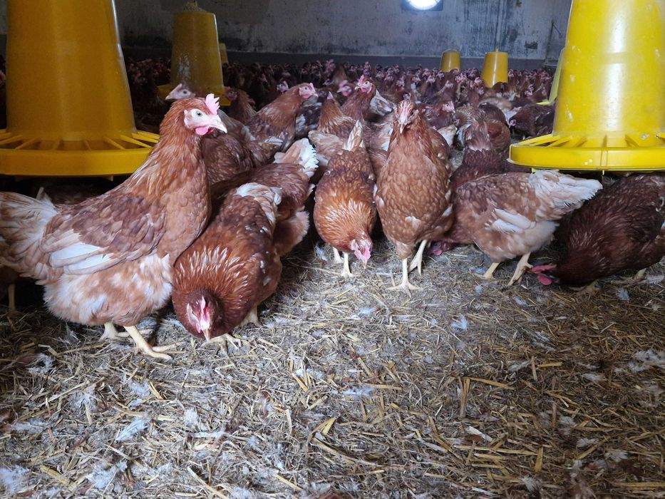 Kury kokoszki nioski odchowane Tetra brązowa dowóz Gratis