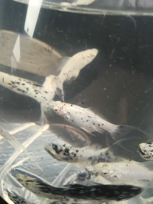 molinezja księżycowa nakrapiana