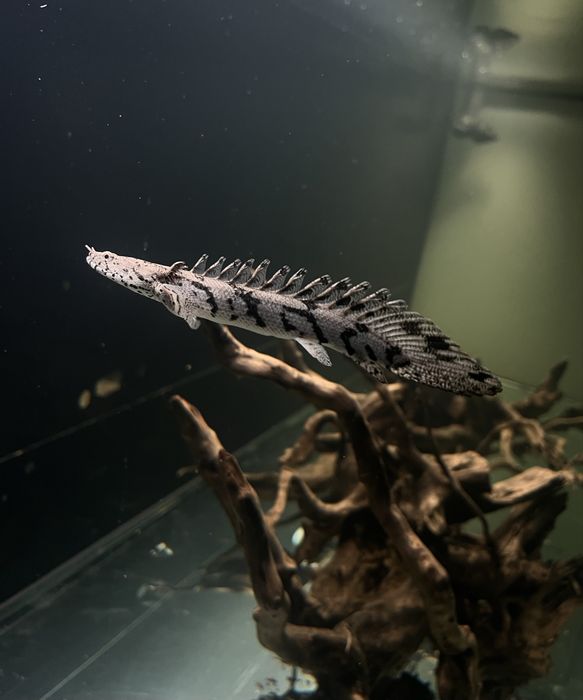 Polypterus endlicheri