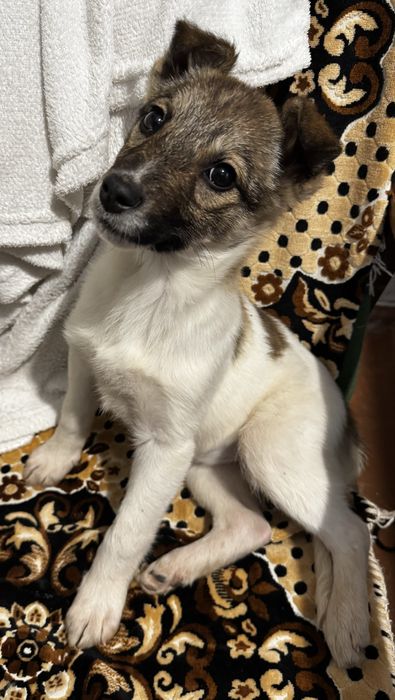 Собачка, дівчинка