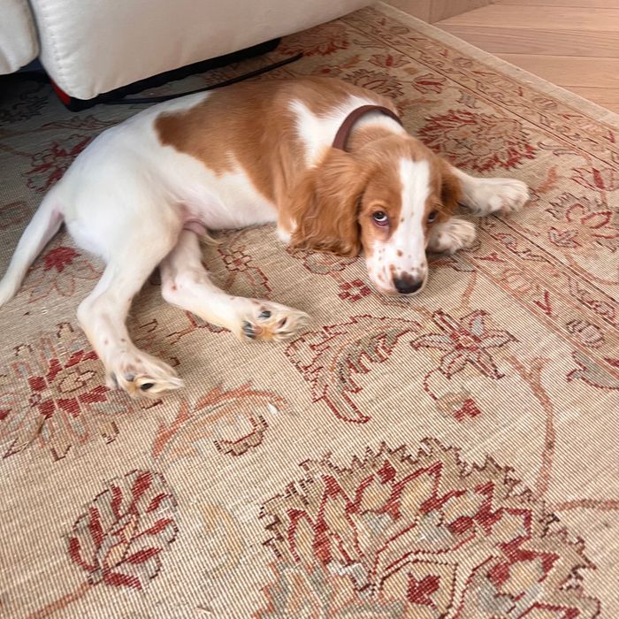 Male Cocker Spaniel Inglês – 3 Meses