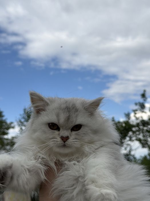 Серебристая шиншилла