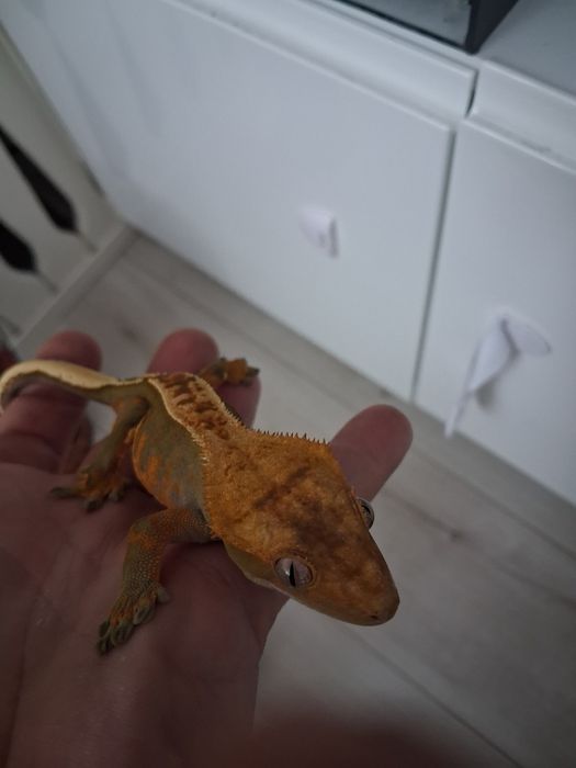 Gekon Orzesiony Samica