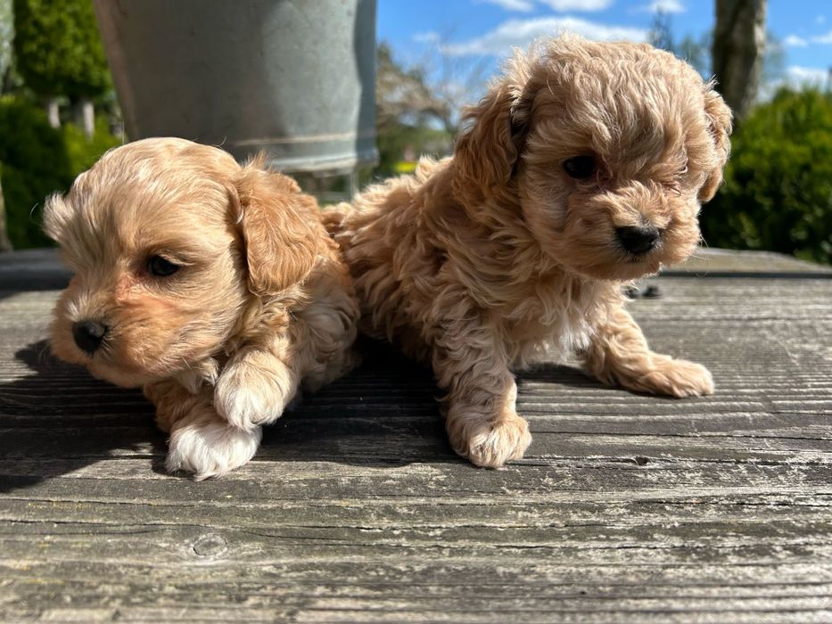 Szczeniak Maltipoo