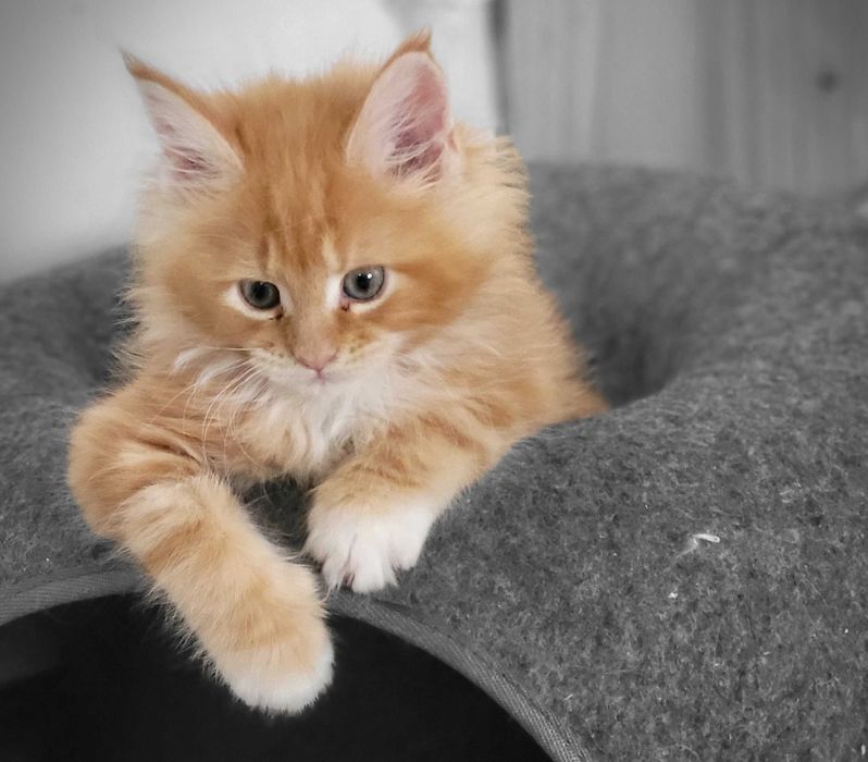 Rezerwacja, Helios kocurek Maine Coon