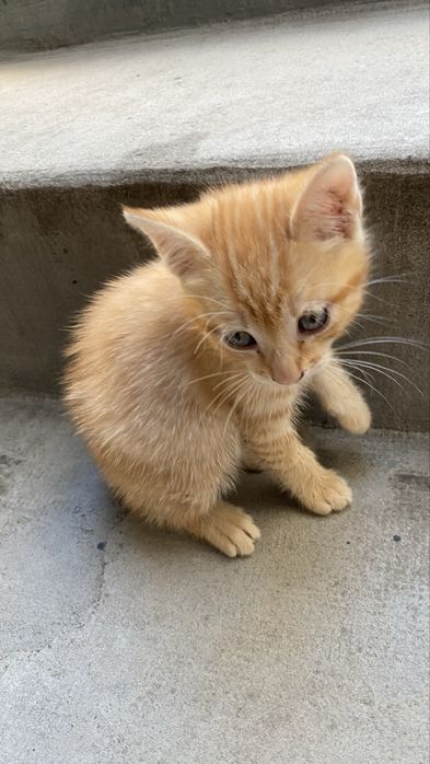 Gatinha bebe lanaranja