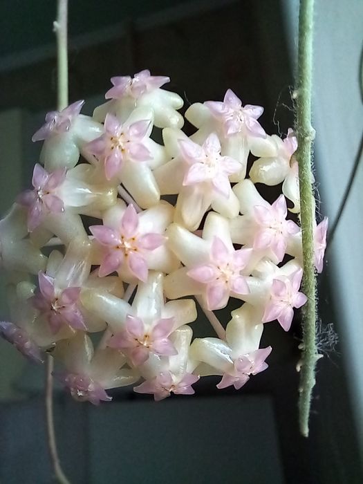 Хойї Ptiktai  і  Joy