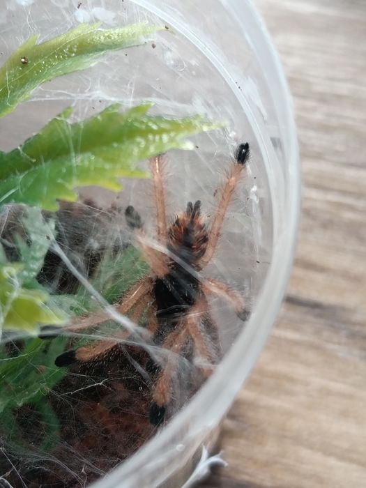 Ptaszniki Avicularia braunshauseni L5