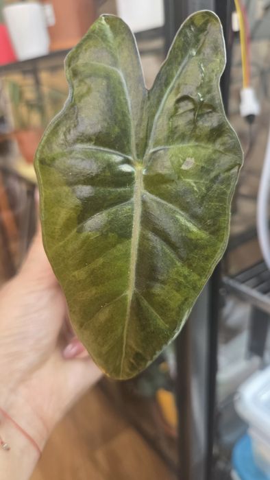 Pseudosanderiana varie-alokazja