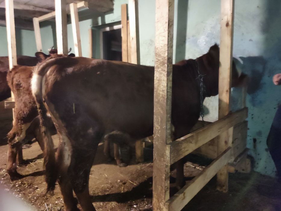 Продаю бичка , 9 місяців