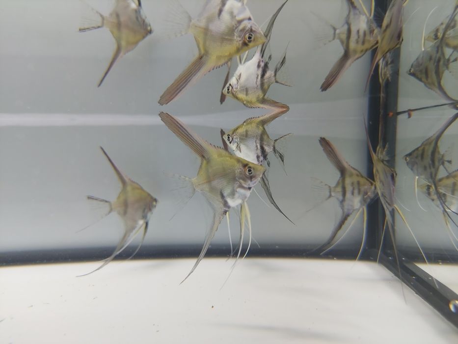 Sprzedam skalara skalary