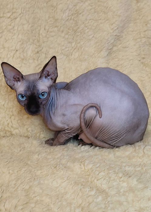 Канадская девочка