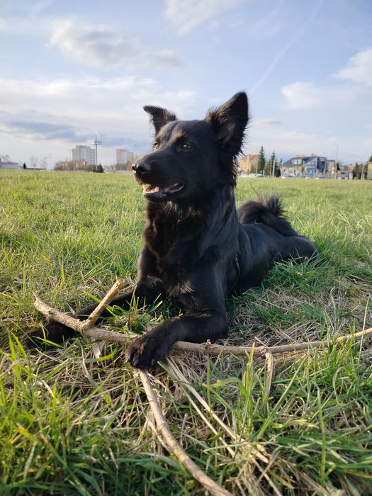 Oddam psa w dobre ręce