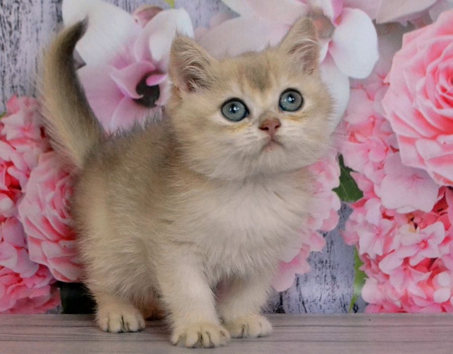 Шиншилла золотой голубой ау 12