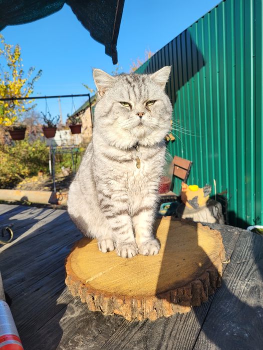 Кіт. Вязка. Шотландський прямовухий