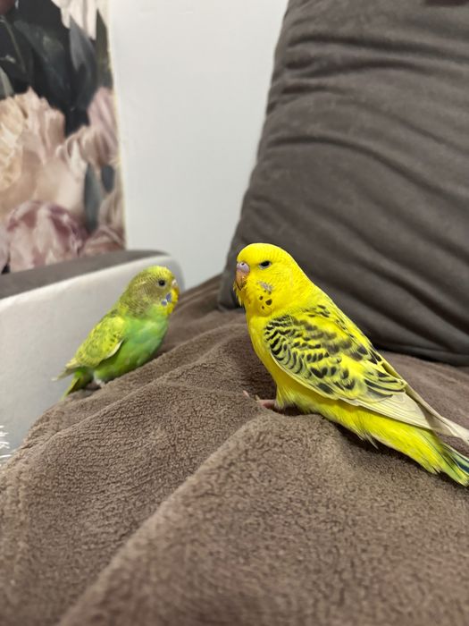 Papuga falista młoda