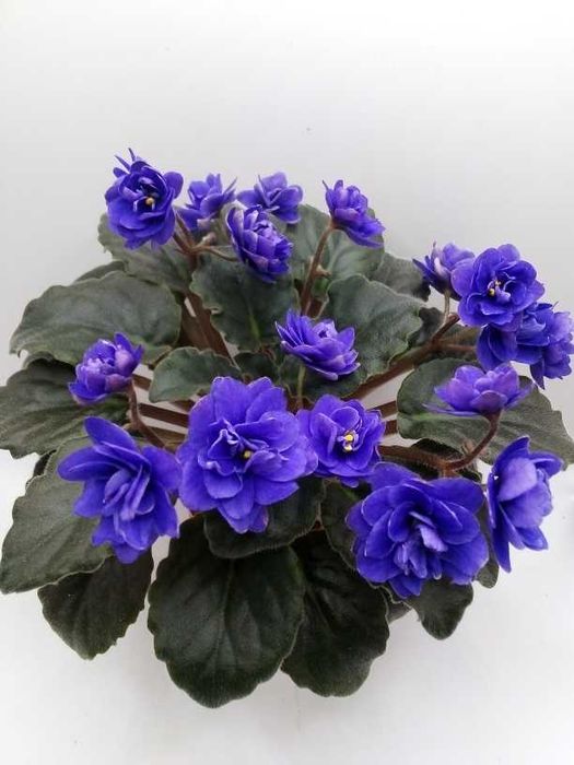 Міні та напівміні фіалки