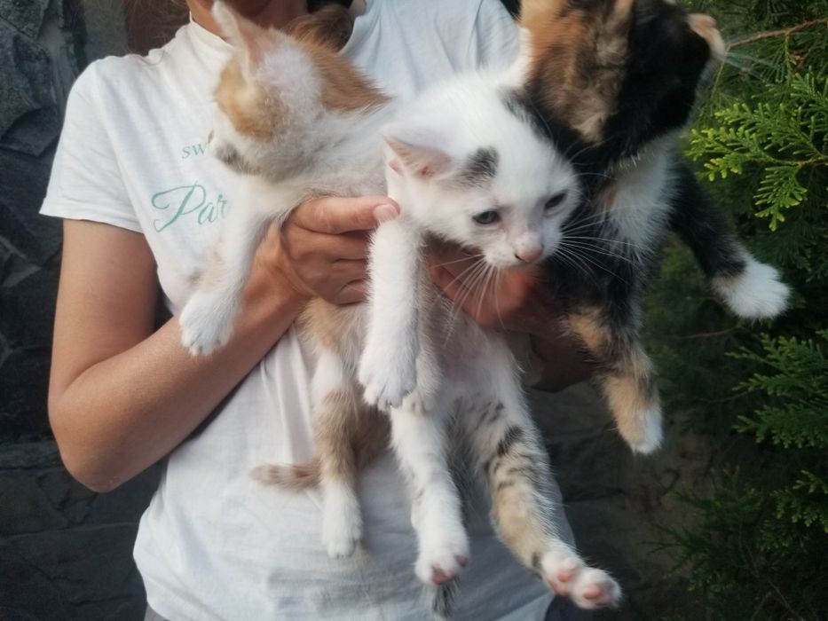 Бортничі. Кошеня. Кошенята. Безкоштовно.