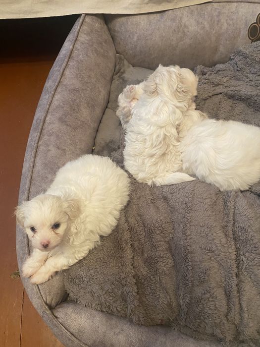 Продам щенков породы Мальтипу