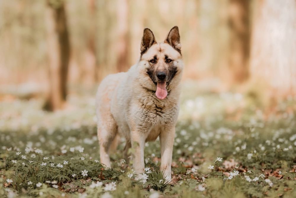 Przepiękny Nesti szuka kochającego domu