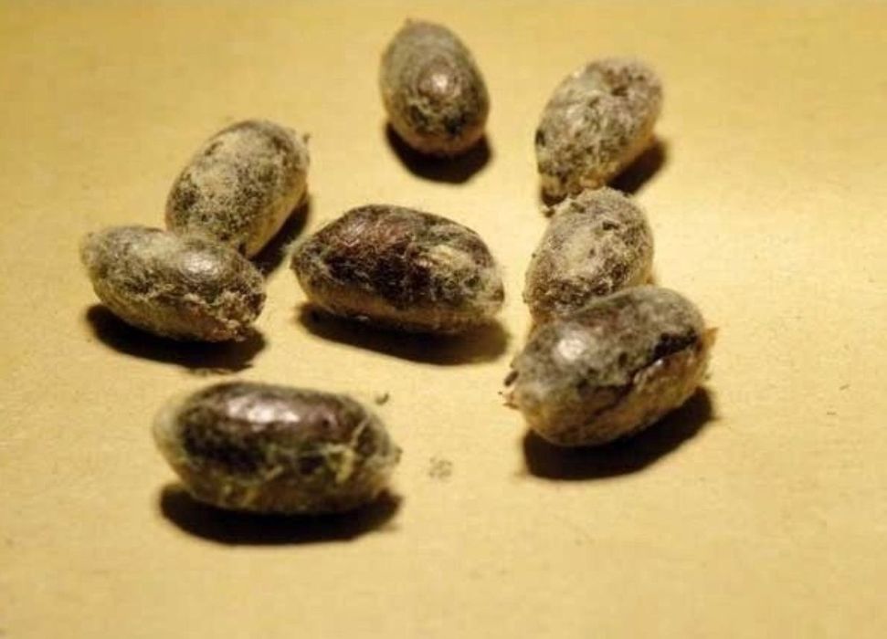 200sztuk trzciny+ 200sztu murarki +pudlegowe