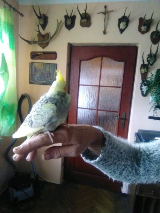 Papugi ręcznie karmione