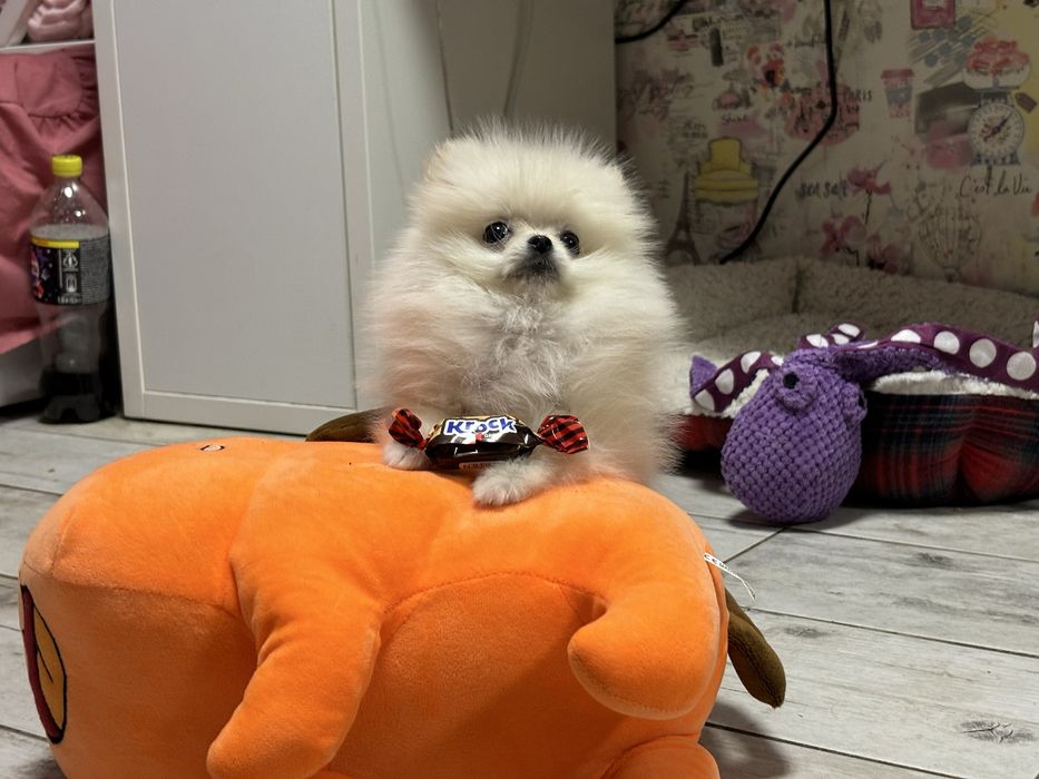 Дівчинка мікро помка