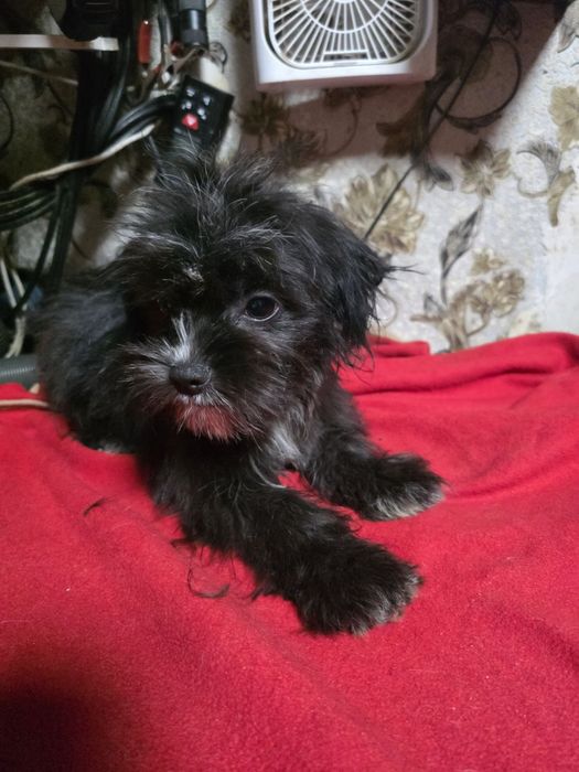 Мальчик   Мальтипу