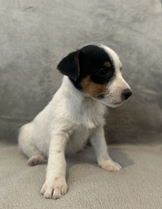 Jack Russell terrier