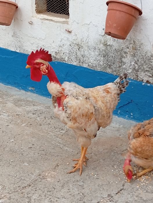 Galos jovens novos