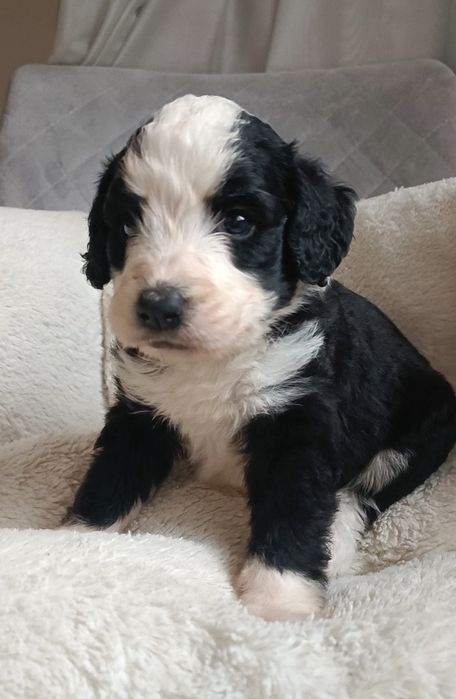 Bernedoodle хлопчик. Київ