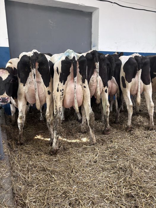 10.04 (piątek) nowa dostawa krów mlecznych z Niemiec
