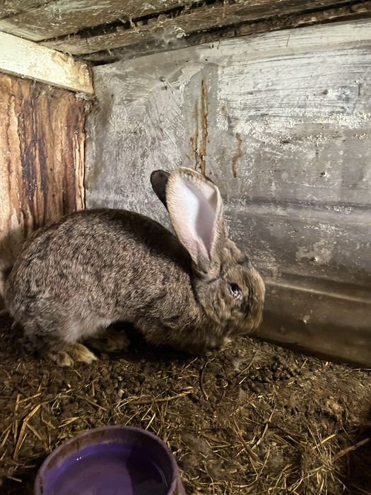 Кролі породи Фландер