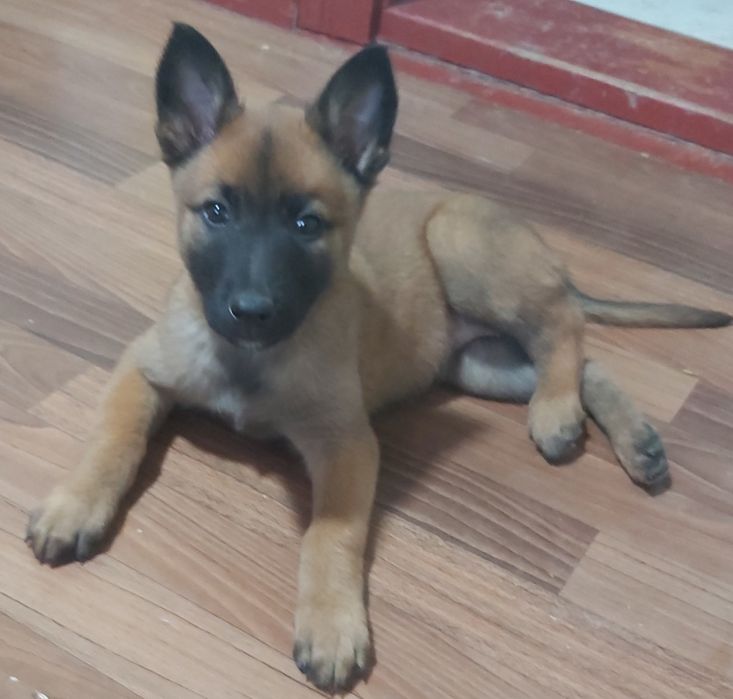 Неперевершені цуценята