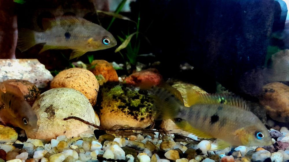 Amatitlania Nanolutea,