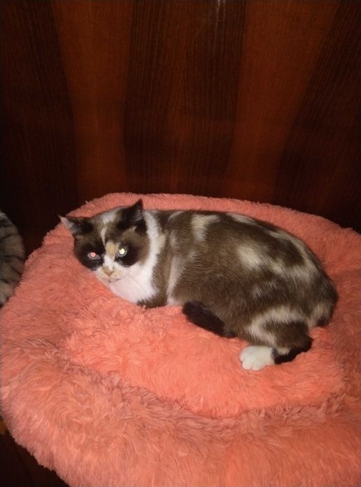 Голубоглазая красотка