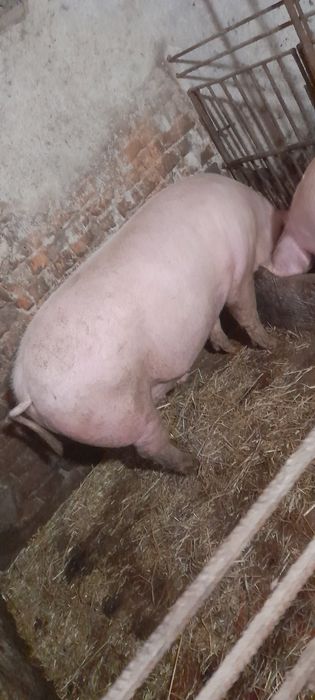 Вирощений на домашніх кормах