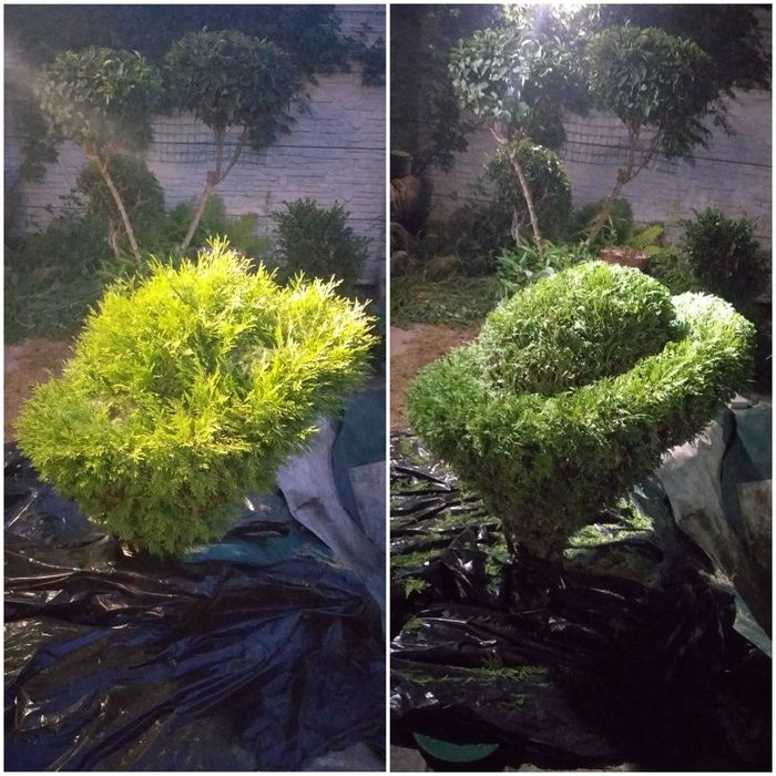 Услуги садовника, уход за территорией, стрижка растений