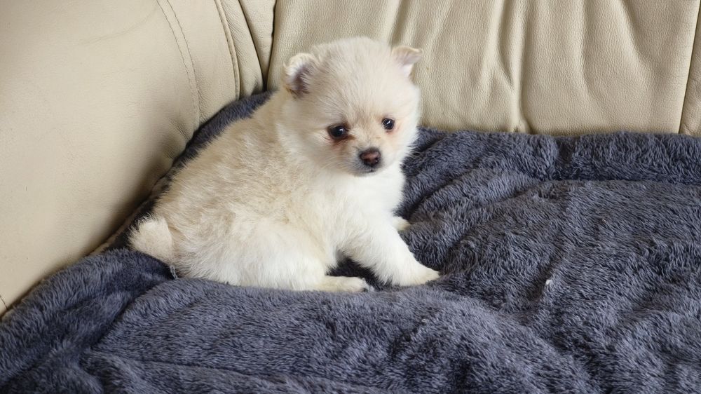 Spitz alemão lulu da Pomerânia fêmea (país com lop),entrego em todo  o país