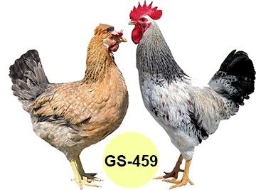 Опт інкубаційне яйце м'ясо-яєчні кольорові яйця кури