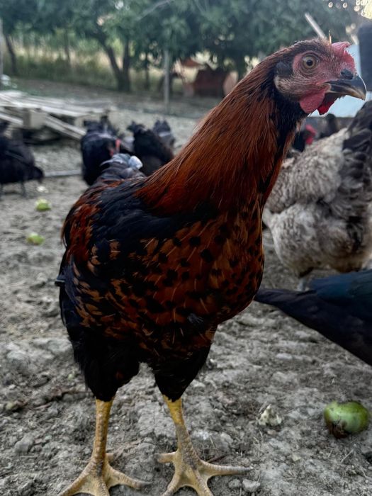 Galos galinhas frangos pintos patos gansos