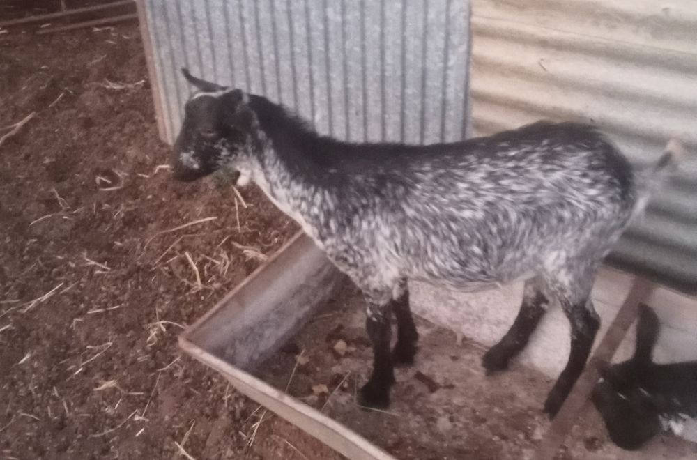 Cabrito com 6 meses