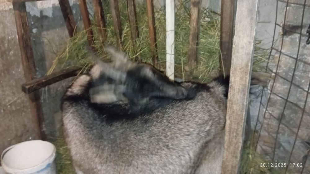 Продам козу на мясо