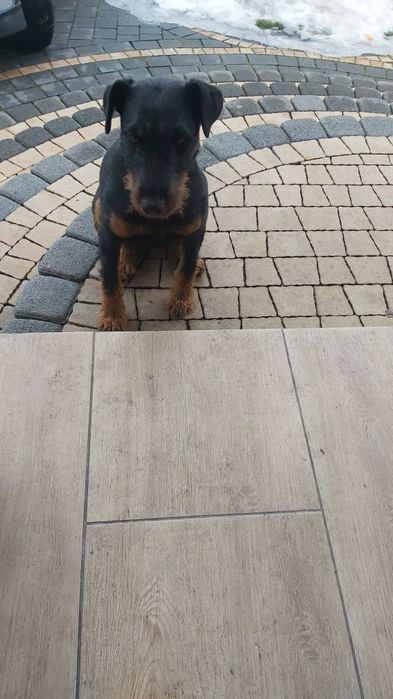 Do oddania jagterier  suczka.