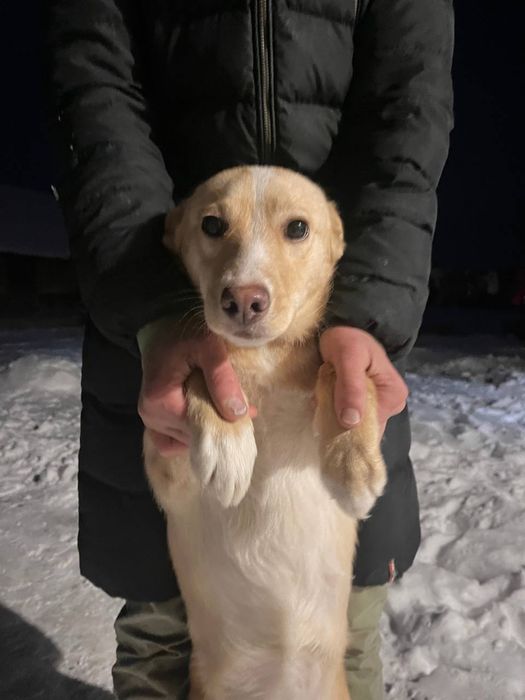 Собака, цуцик