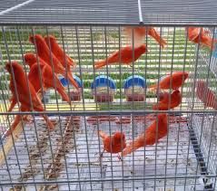 Vendo bengalins sexados boas amas