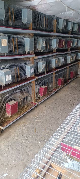 Кролики, кролі, кролиці, кроленята