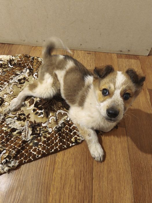 Віддам малого цуценя