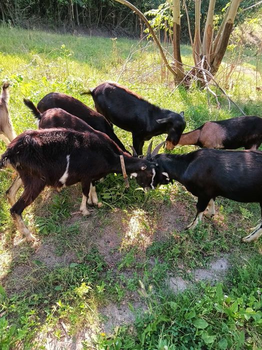 Продам кози молочної лінії