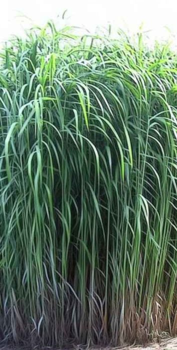 Miskant chiński trawa wysoka